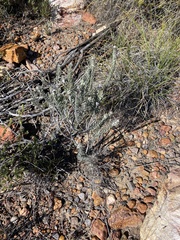 Phylica willdenowiana