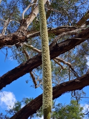 Xanthorrhoea johnsonii