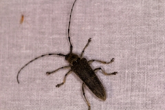 Saperda carcharias
