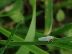 Macrosteles