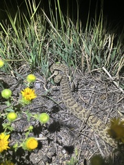 Crotalus viridis