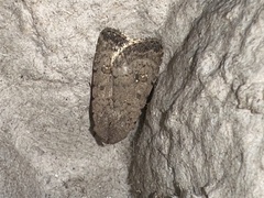 Caradrina clavipalpis