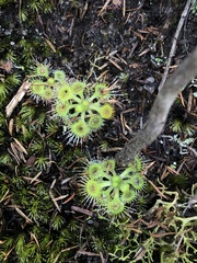Drosera glanduligera