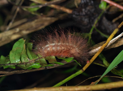 Zygaenoidea