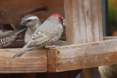 Amadina erythrocephala