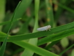Macrosteles