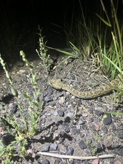 Crotalus viridis
