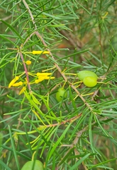 Persoonia virgata