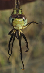 Orthetrum icteromelas