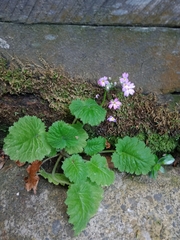 Primula malacoides