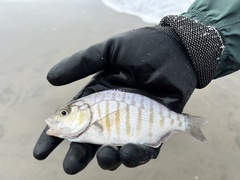 Amphistichus argenteus