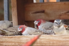 Amadina erythrocephala