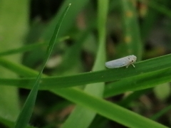 Macrosteles