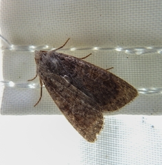 Parastichtis suspecta