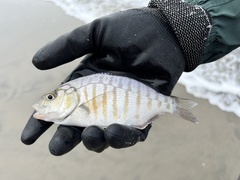 Amphistichus argenteus