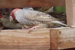 Amadina erythrocephala