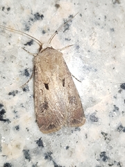 Agrotis exclamationis
