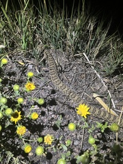 Crotalus viridis