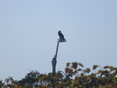 Corvus brachyrhynchos