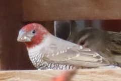 Amadina erythrocephala