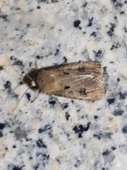 Agrotis exclamationis