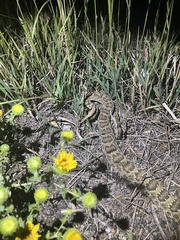 Crotalus viridis