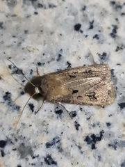 Agrotis exclamationis