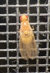Drosophilidae