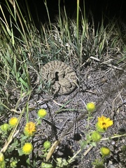 Crotalus viridis