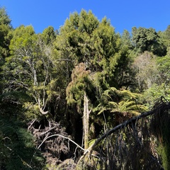 Dacrydium cupressinum