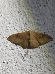 Idaea degeneraria