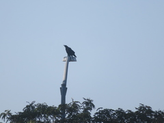 Corvus brachyrhynchos