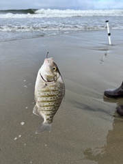 Amphistichus argenteus