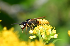 Philanthus triangulum