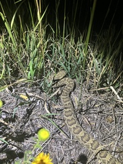 Crotalus viridis