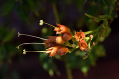 Campsis radicans