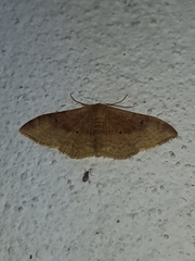Idaea degeneraria