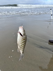 Amphistichus argenteus