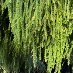 Dacrydium cupressinum