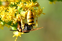 Philanthus triangulum