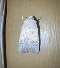 Caradrina