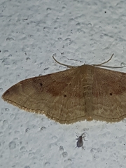 Idaea degeneraria