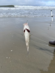 Amphistichus argenteus