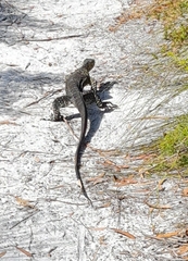 Varanus varius