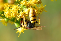 Philanthus triangulum