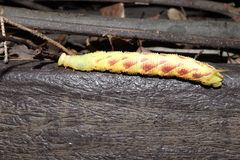 Marumba echephron