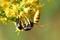 Philanthus triangulum