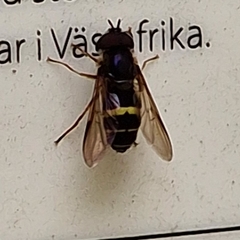 Dasysyrphus tricinctus