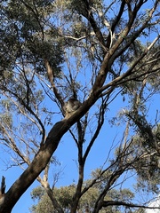 Phascolarctos cinereus