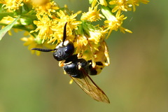 Philanthus triangulum